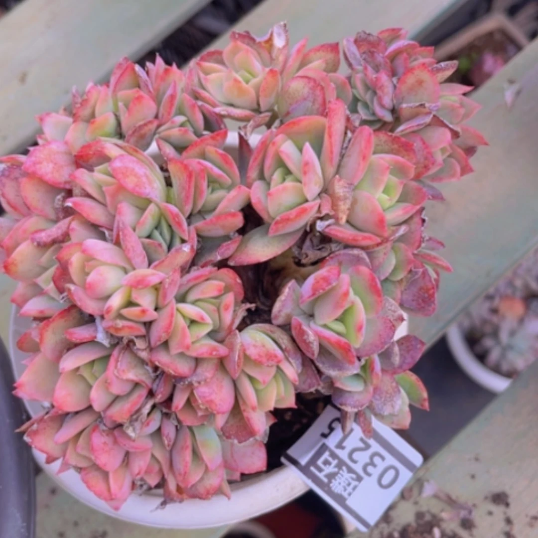 【闪购商品】绮罗朵朵缀03215
