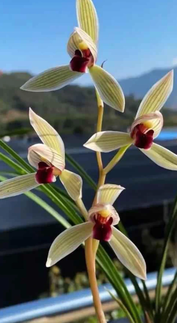 莲瓣兰（丹顶鹤）三苗草脱盆裸根发货