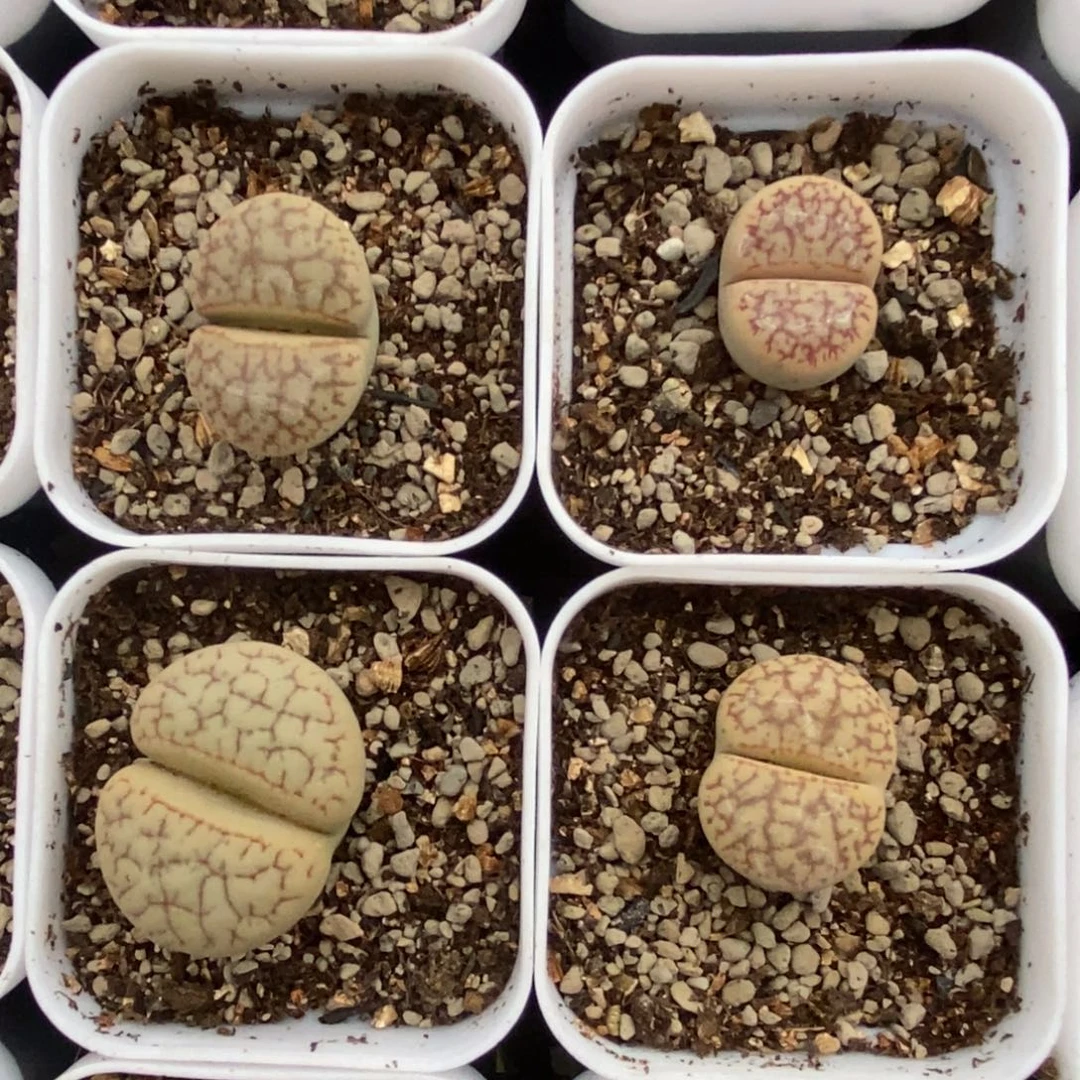 镇魂石随机一颗带盆土