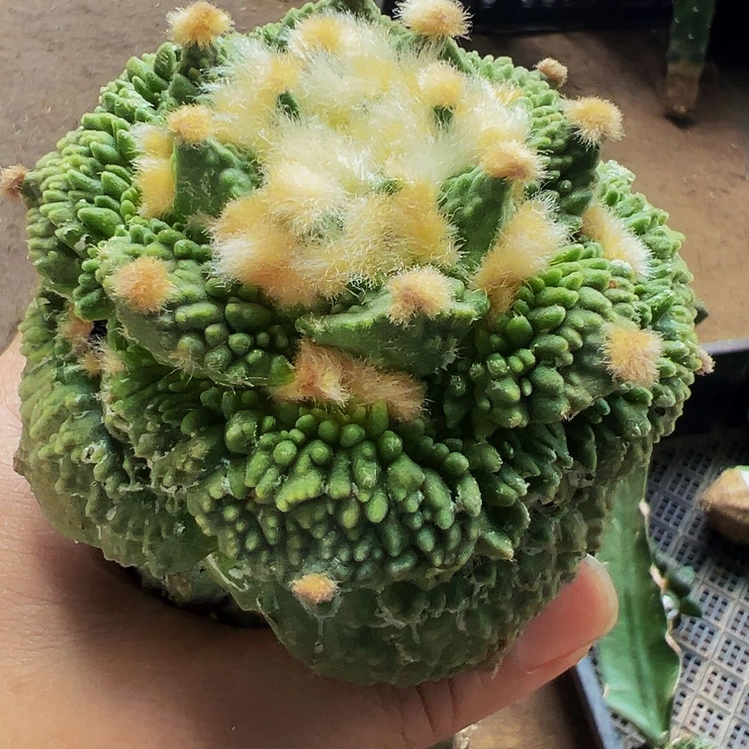 无花朵福利怒涛牡丹364