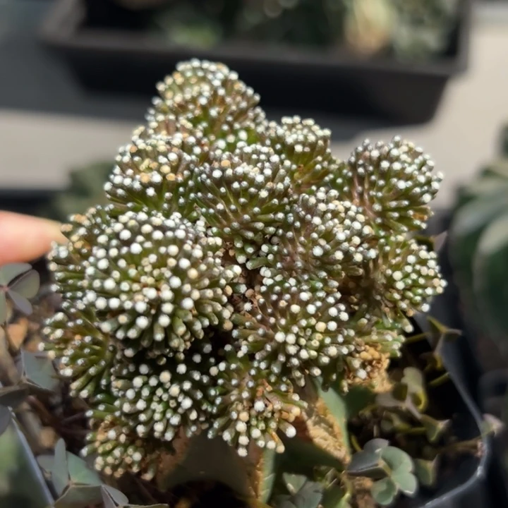 124 松针 仙人球的故事