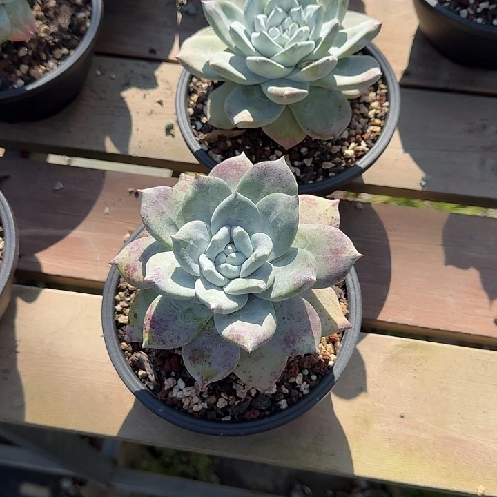 大*牡丹苹果叶仙女杯