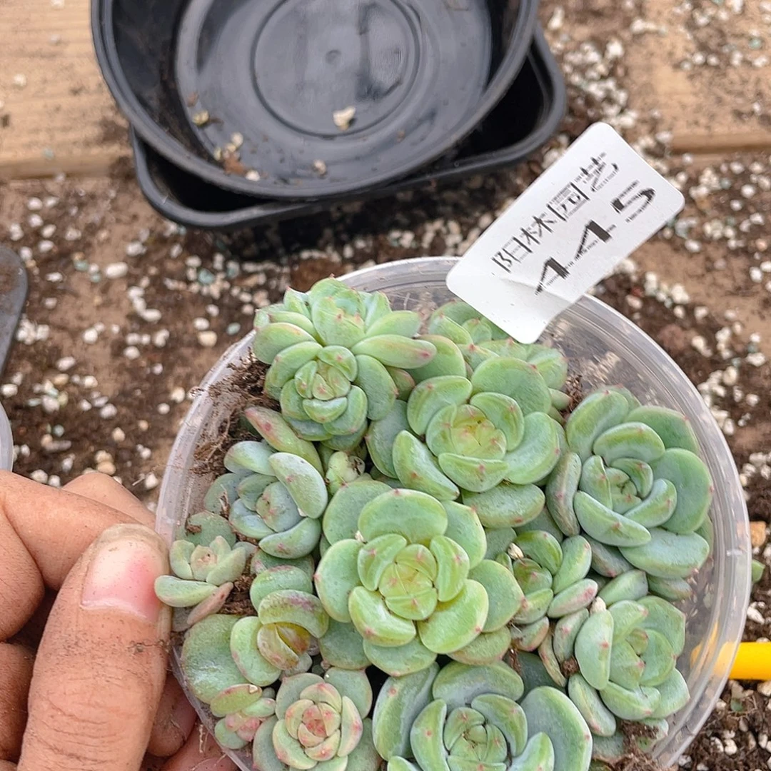 ？***多肉植物多肉植物445
