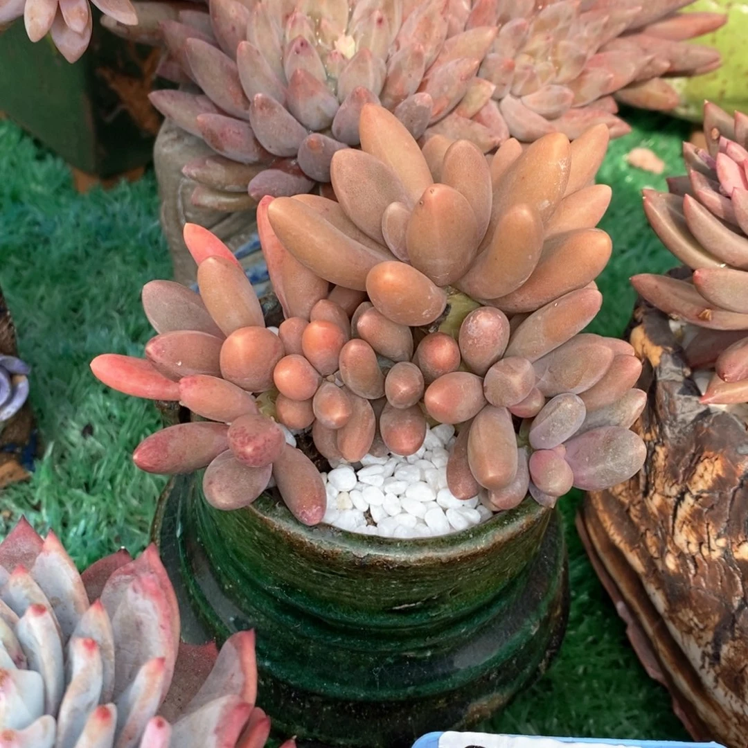 糖果美人多肉植物盆栽