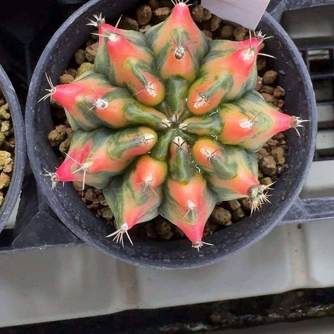 L249-1130广东发货