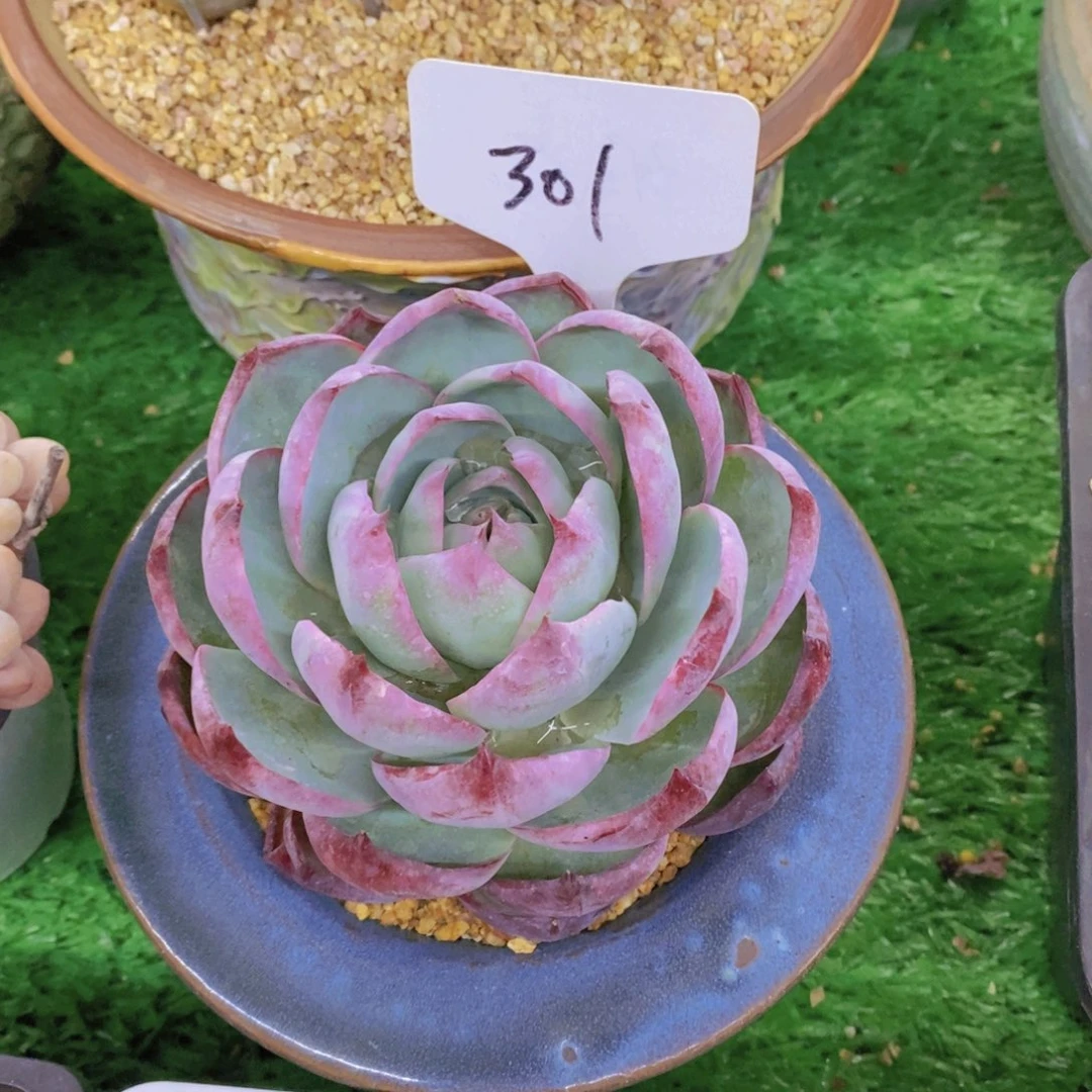 魔****灵开心多肉植物多肉