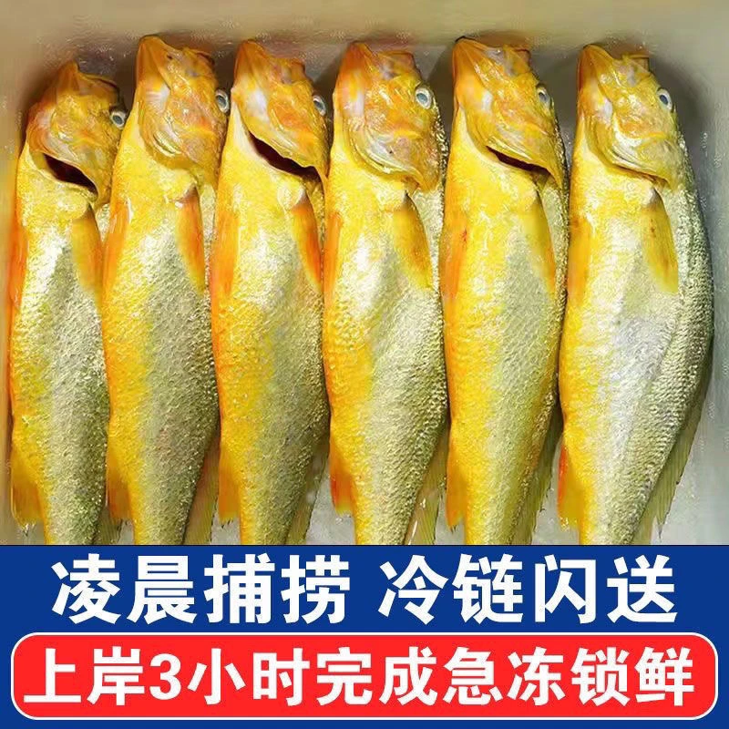 整条大黄鱼黄花鱼活鱼急冻锁鲜净重无冰（9两-1斤/1条）码头直发