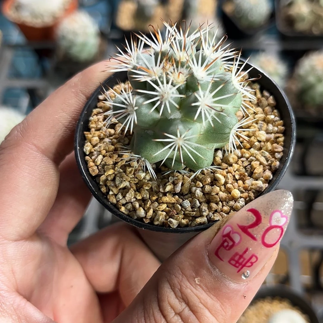 精选蓬莱宫单头发货有根