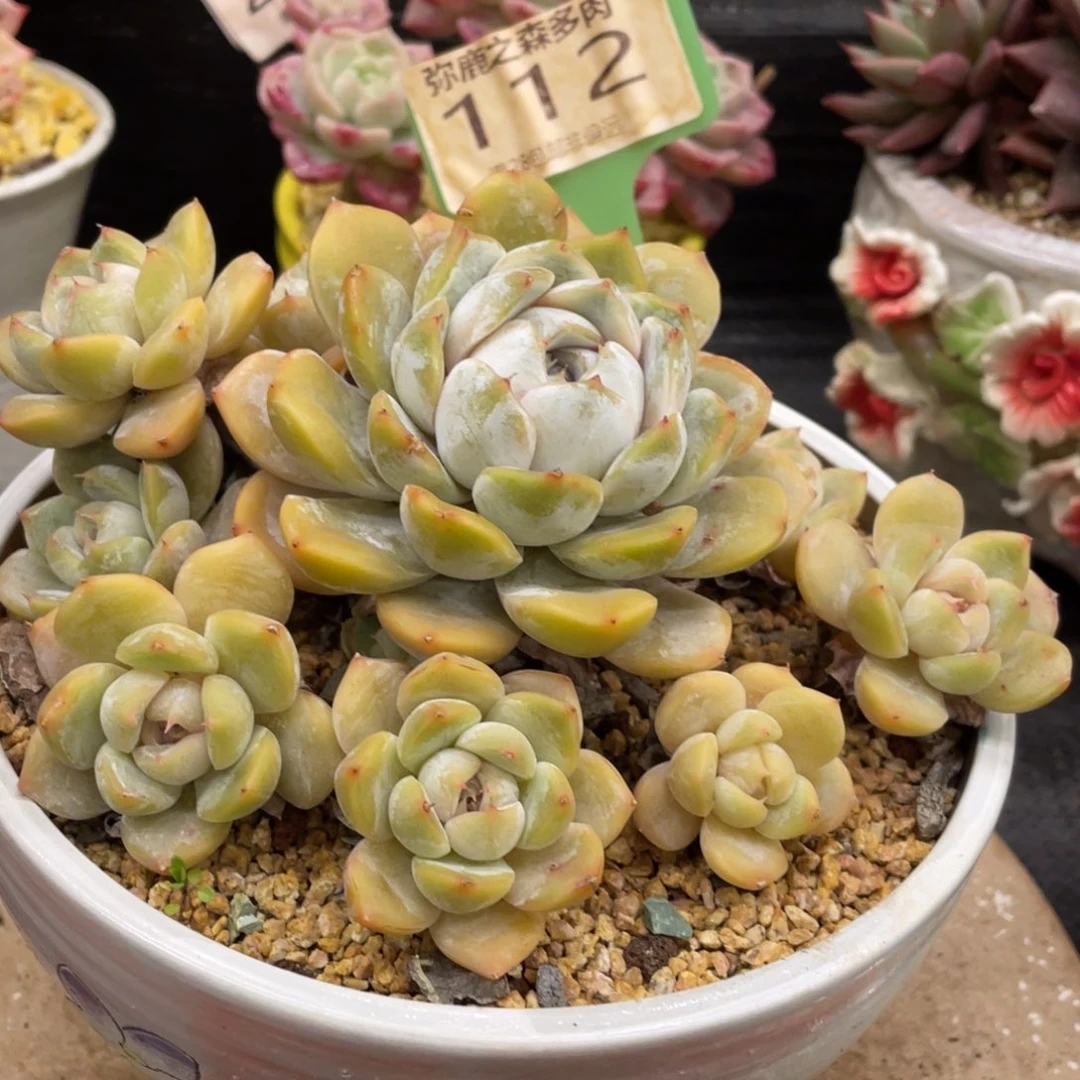 那***谁弥鹿之森一物一拍