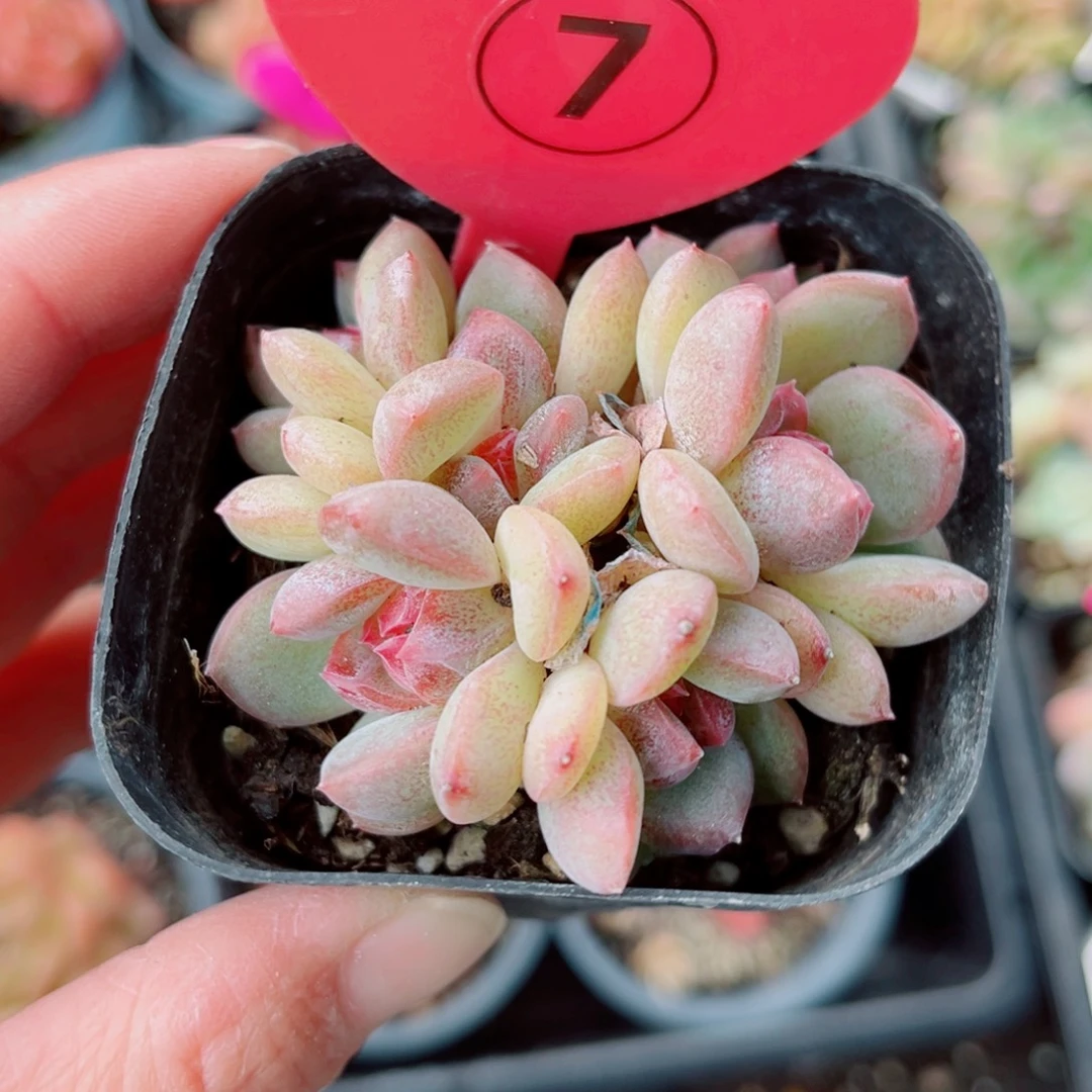 a***姐7号小老桩珍妮群7头