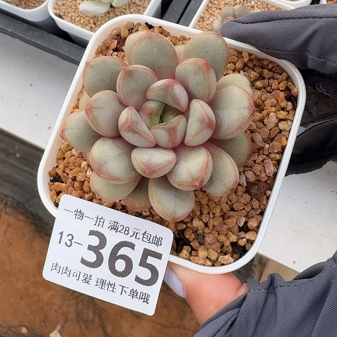 ****儿葡萄无盆土发货无