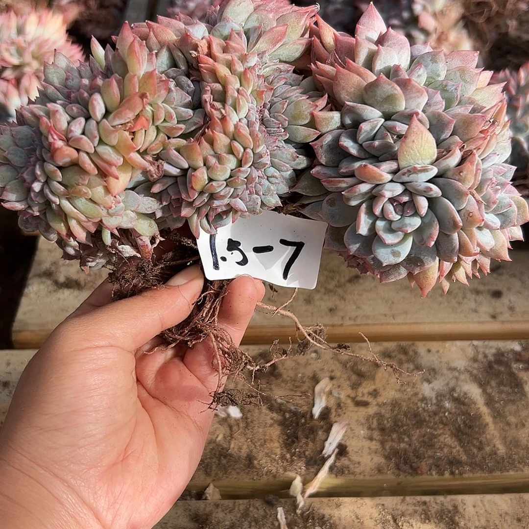 卡****1.5-7冰魄缀多肉植物