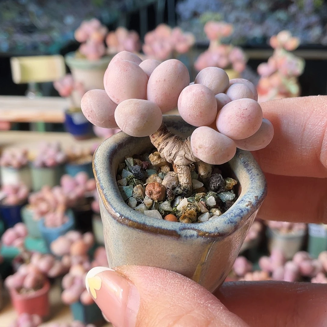 天**蓝多肉植物的生长发育与