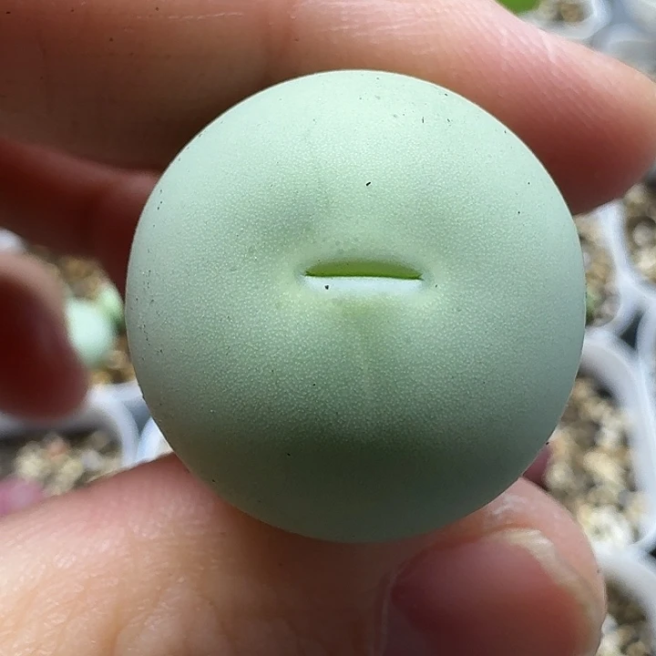 老马生石花2.3鸽子蛋2412