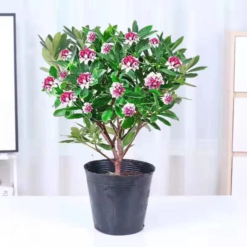 福利 金边瑞香 浓香九点九