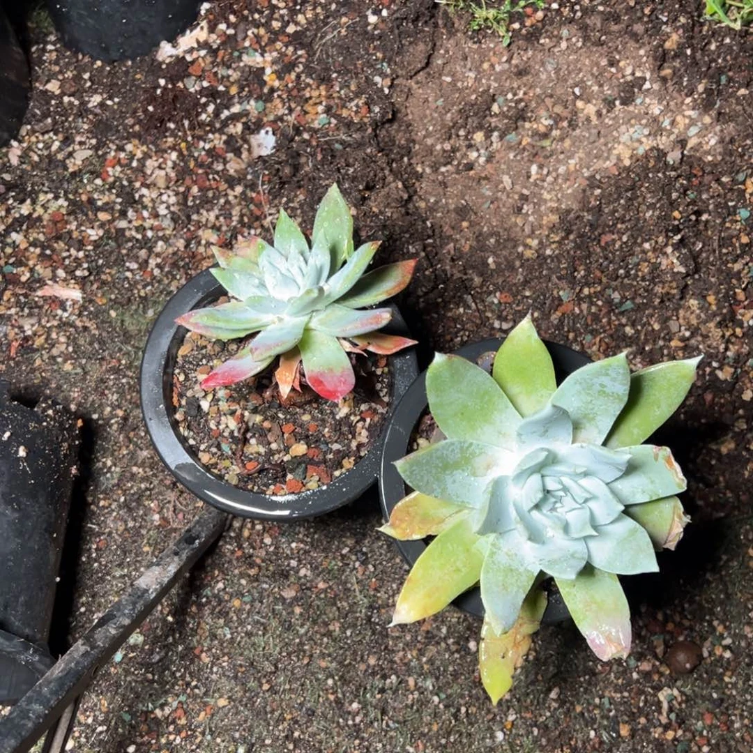 2549哈哈哈哈哈哈哈哈