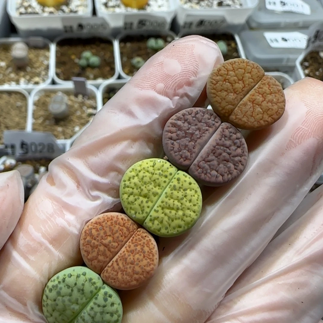 11.24。微文玉彩套5颗。5035