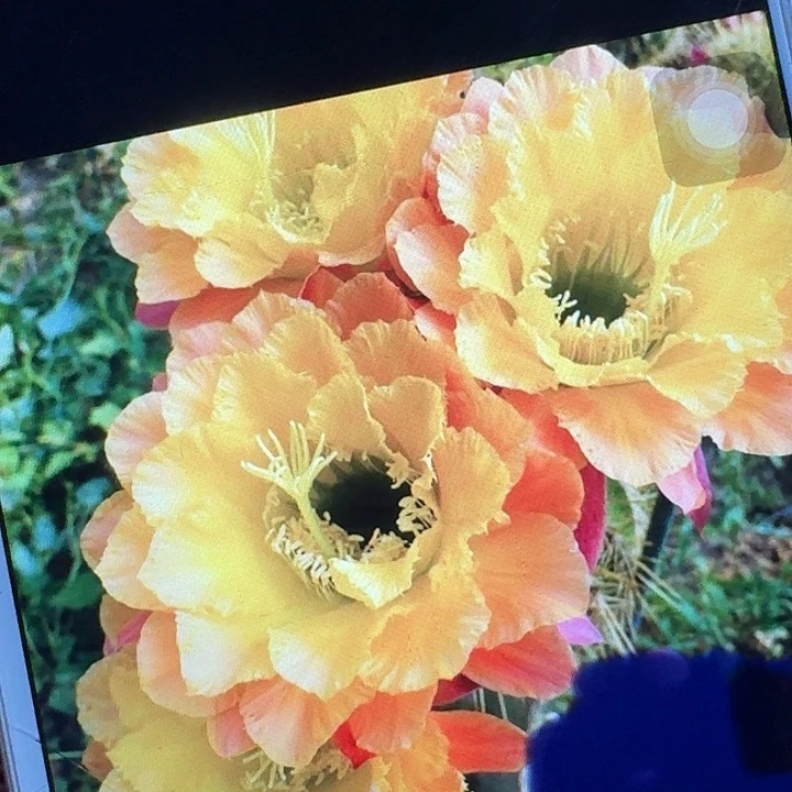584 侧芽5公分左右毛花柱（20包邮）