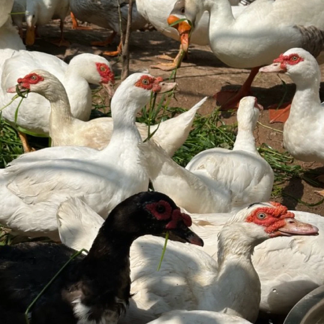 （徐支书专属）2只散养老番鸭