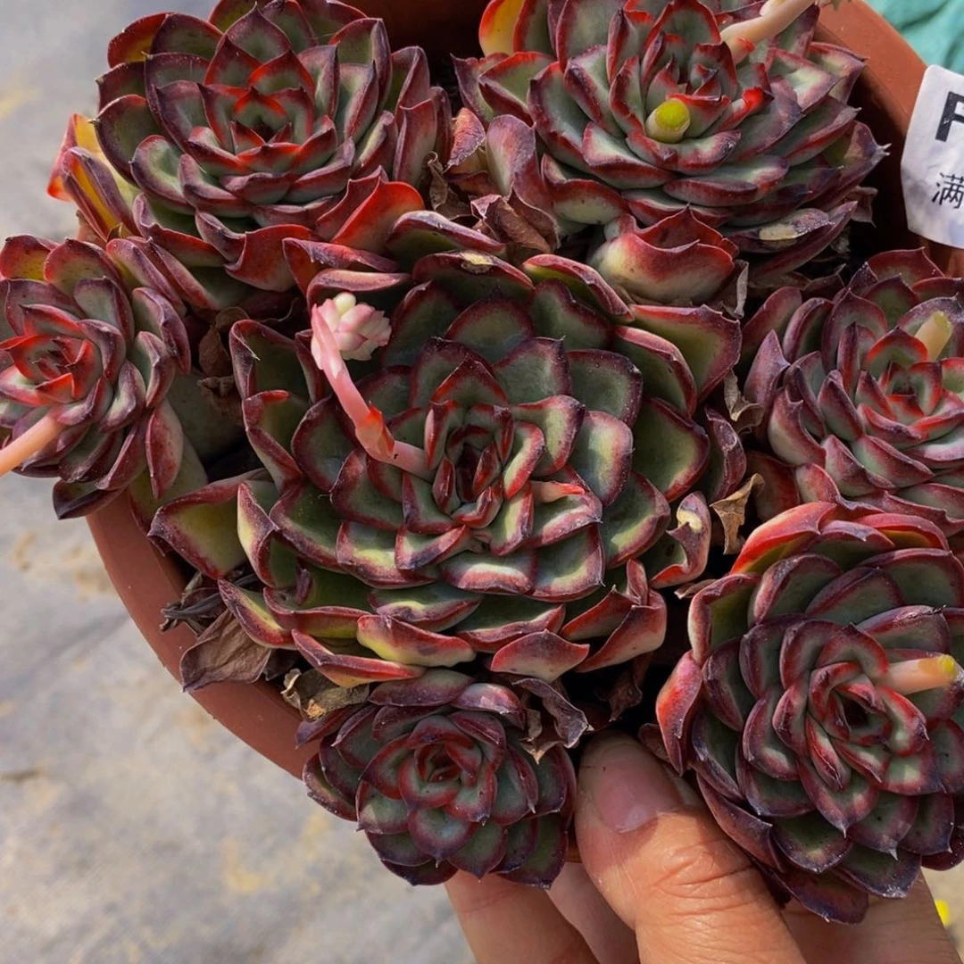 肉酱玫瑰多头群生多肉