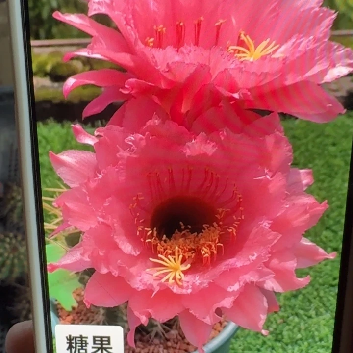 265毛糖果歪4公分左右无根侧牙，20包邮