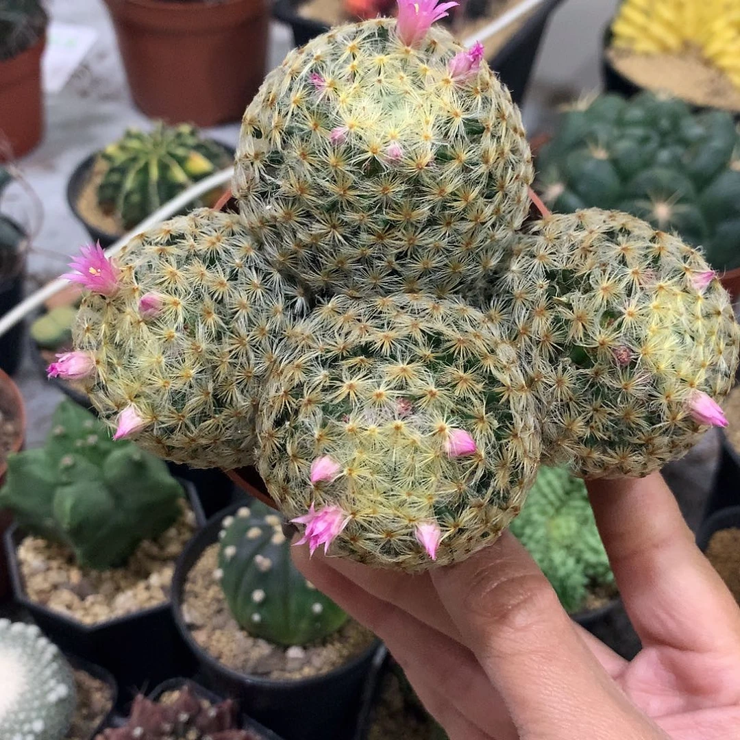 实生根明星群生多头