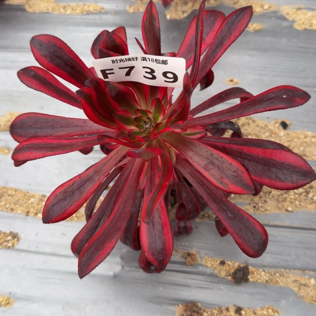 739魔法师锦。多肉植物