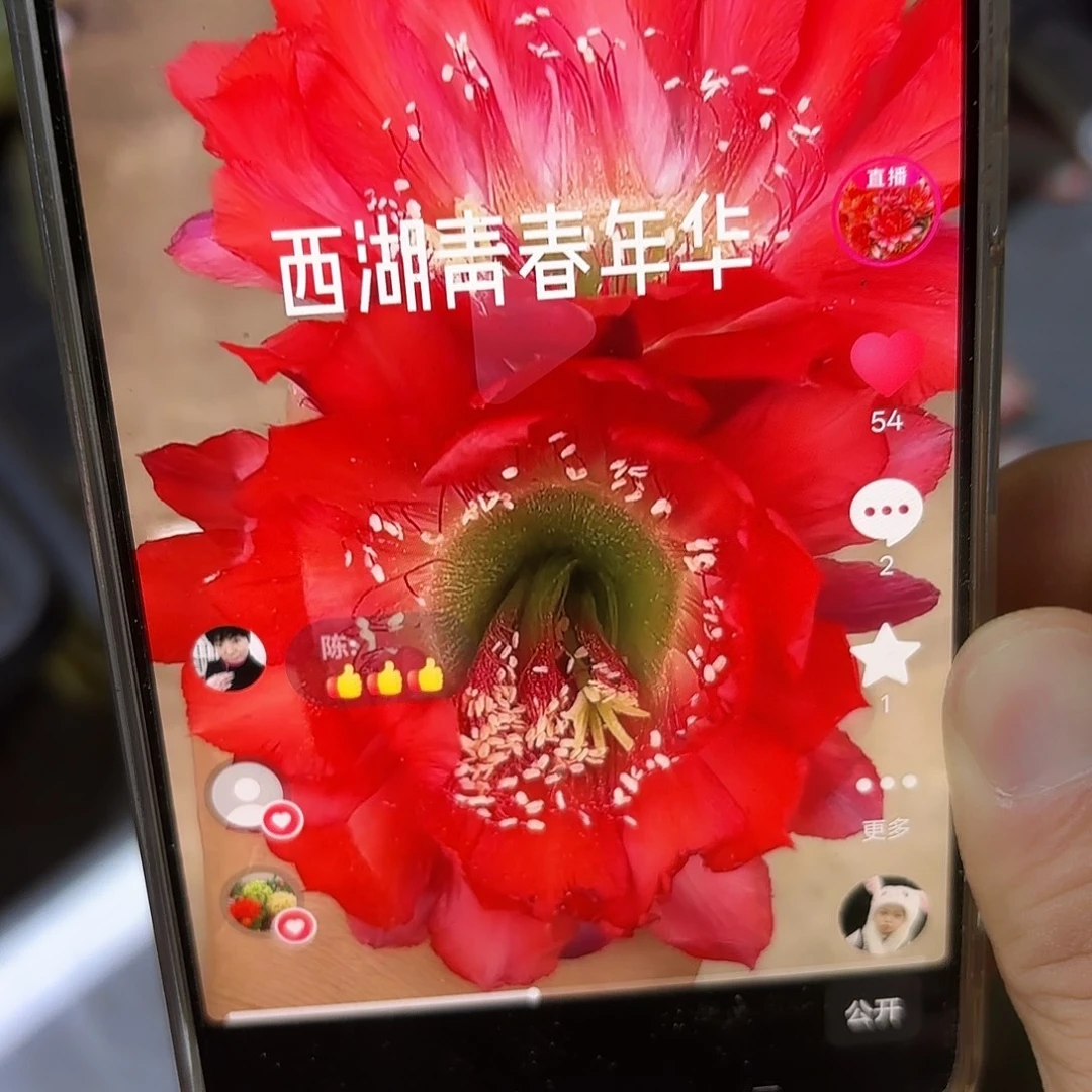青春年华彩侧牙20包邮10