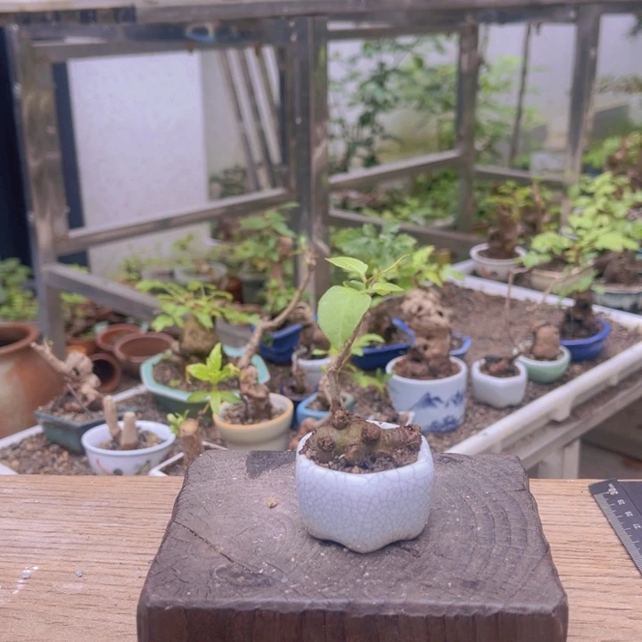 当前无花朵，栽培后可花朵