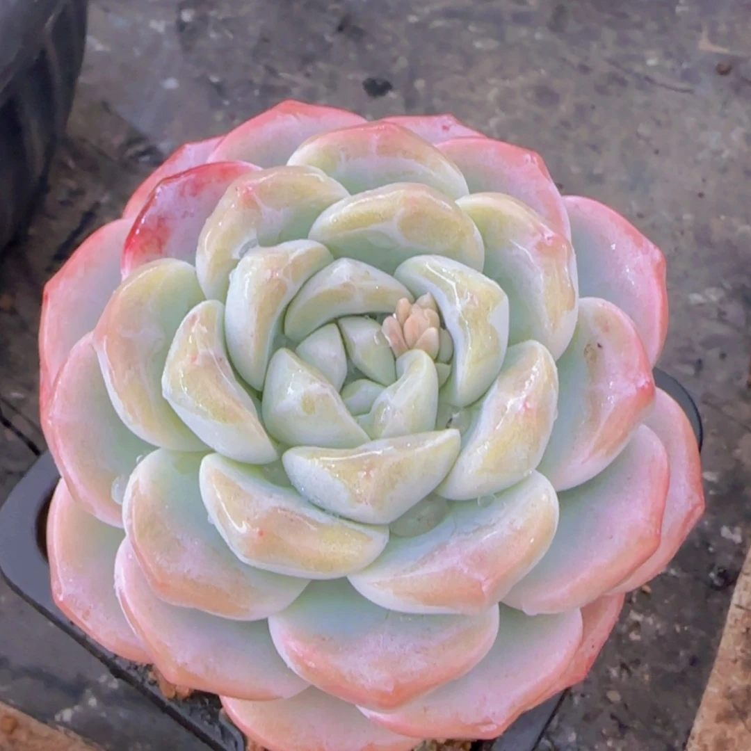 【闪购商品】胖子冰玉