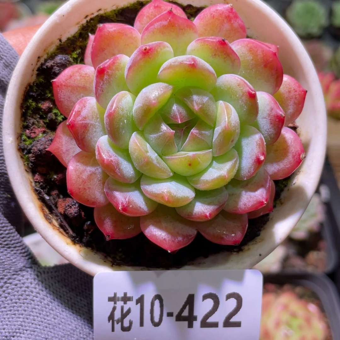 花利美10-422糖心