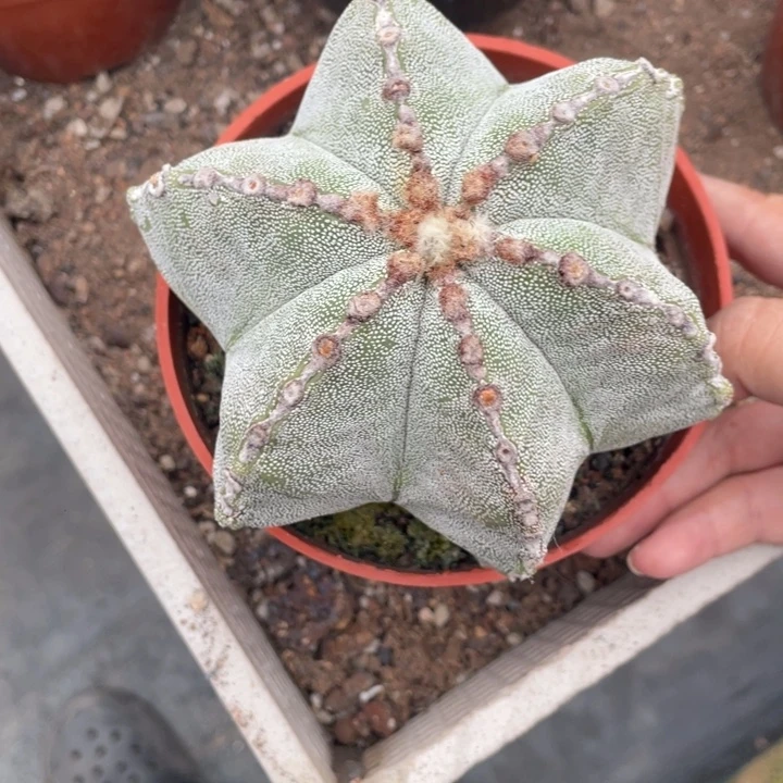 双***儿实生一颗鸾杂恩带盆发