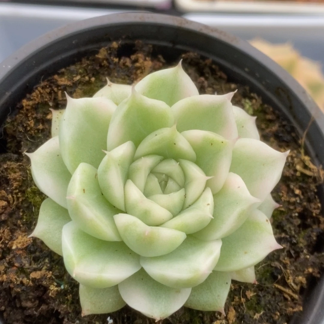 613白瓷麦杆锦锦锦锦锦锦