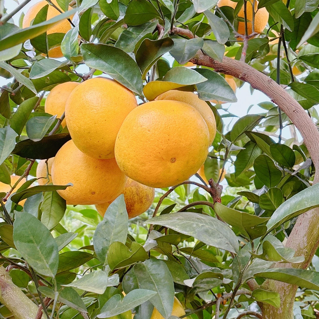 黄金橙柚当季水果汁水爆满香甜可口橙味和柚味混合型口味水果