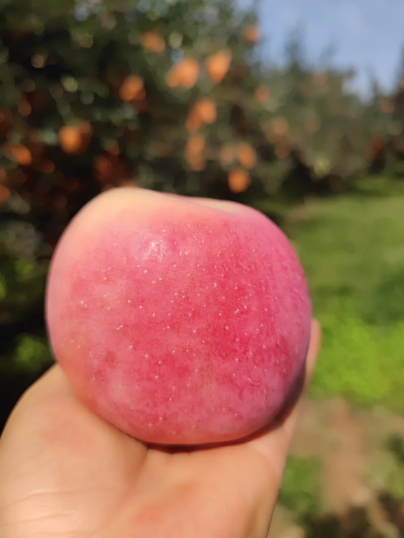 实惠装白水红富士苹果产地直发自然果香脆甜多汁