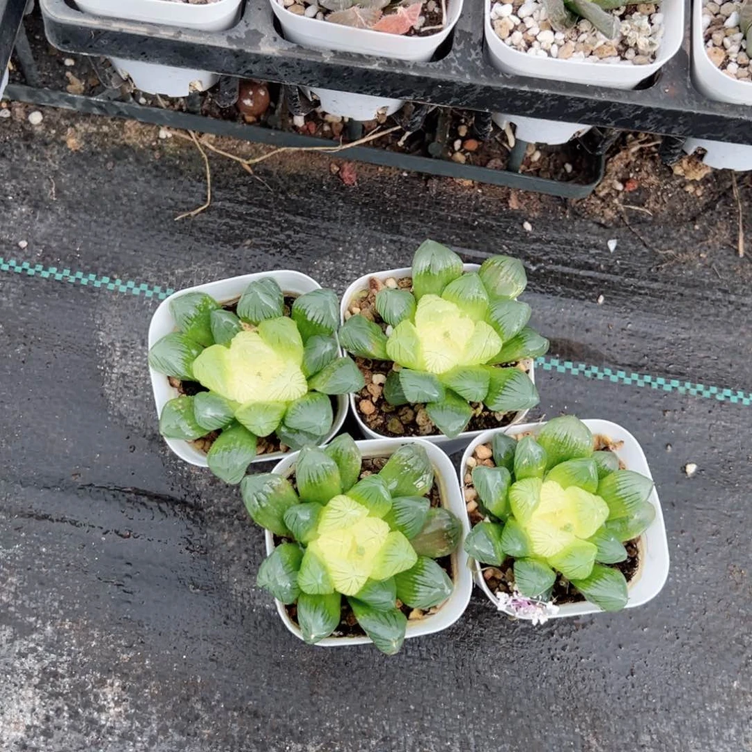 巨窗糖心玉露多肉植物一颗