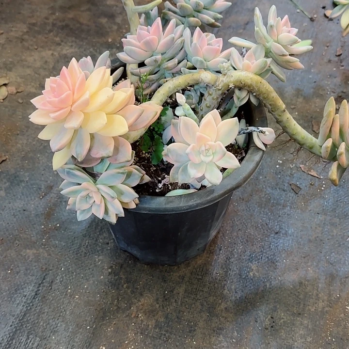 梅****淡雪锦一物一拍7号