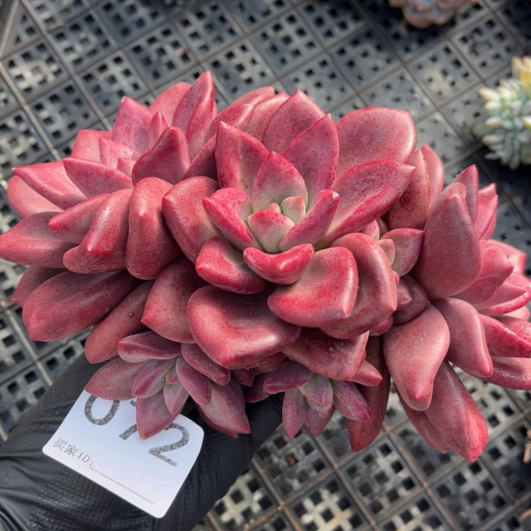 072号新疆西藏内蒙古不包邮的