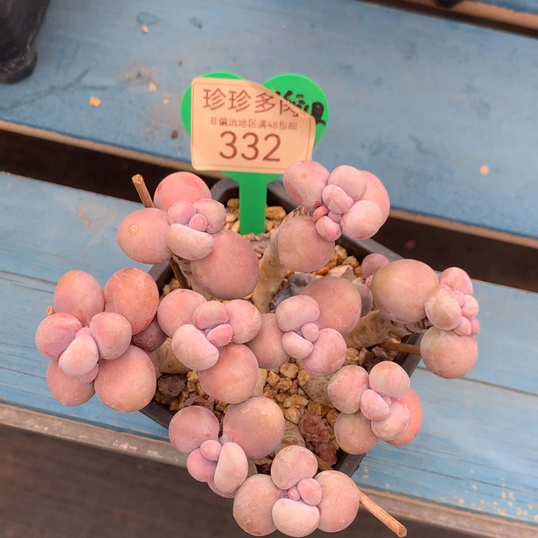 腰子蛋老桩无砍332