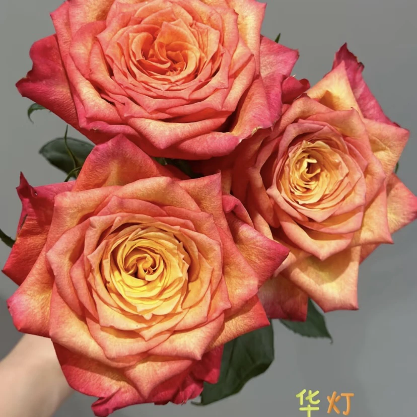 超新品【帝王·华灯】高杯切花 花期长直立1加仑2.5L根接 云南发货