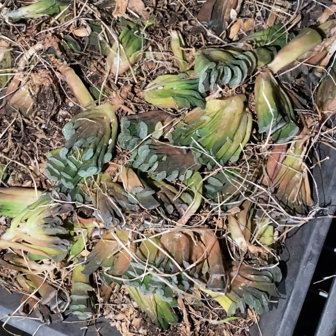 2612 一颗实生小玉扇