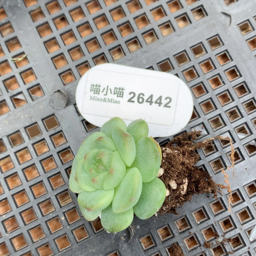 飞***鱼多肉植物杂交珍妮