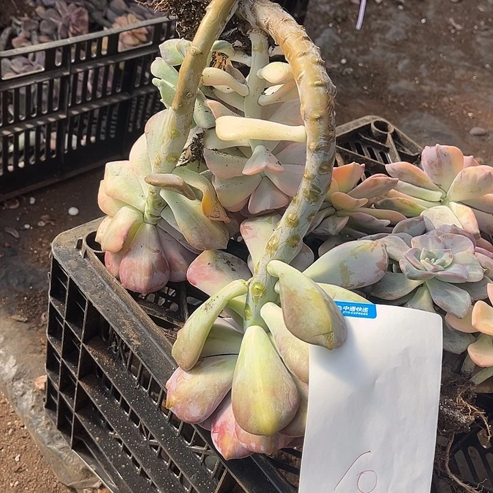 曼****紫乐景10号多肉植物20