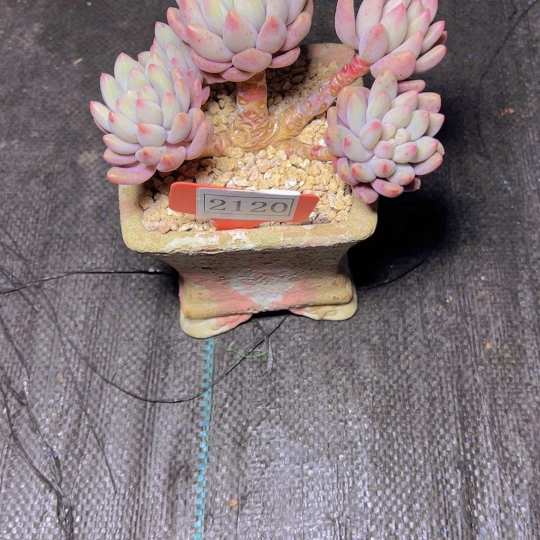 小*华美人杂2120多肉植物