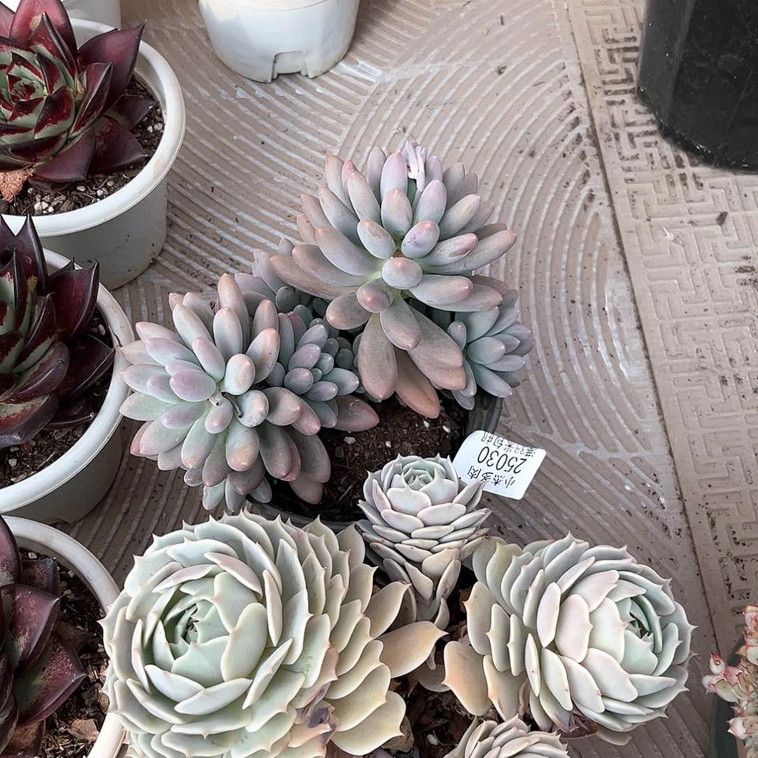 粉恋+露娜娜25030