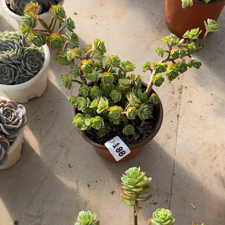 j***e188圆叶薄化妆多肉植物多肉