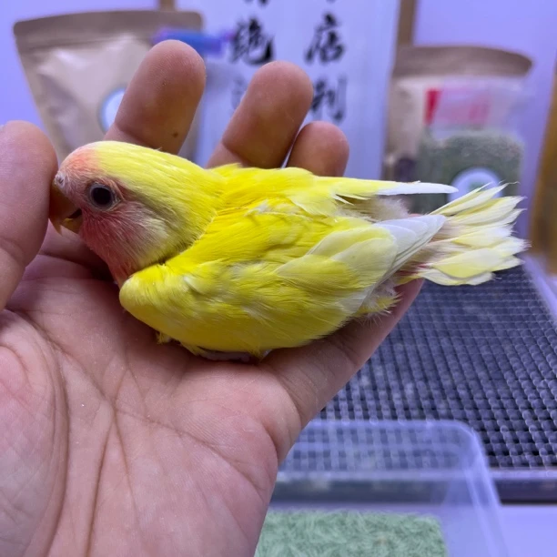 牡丹鹦鹉-精品黄桃公E11738