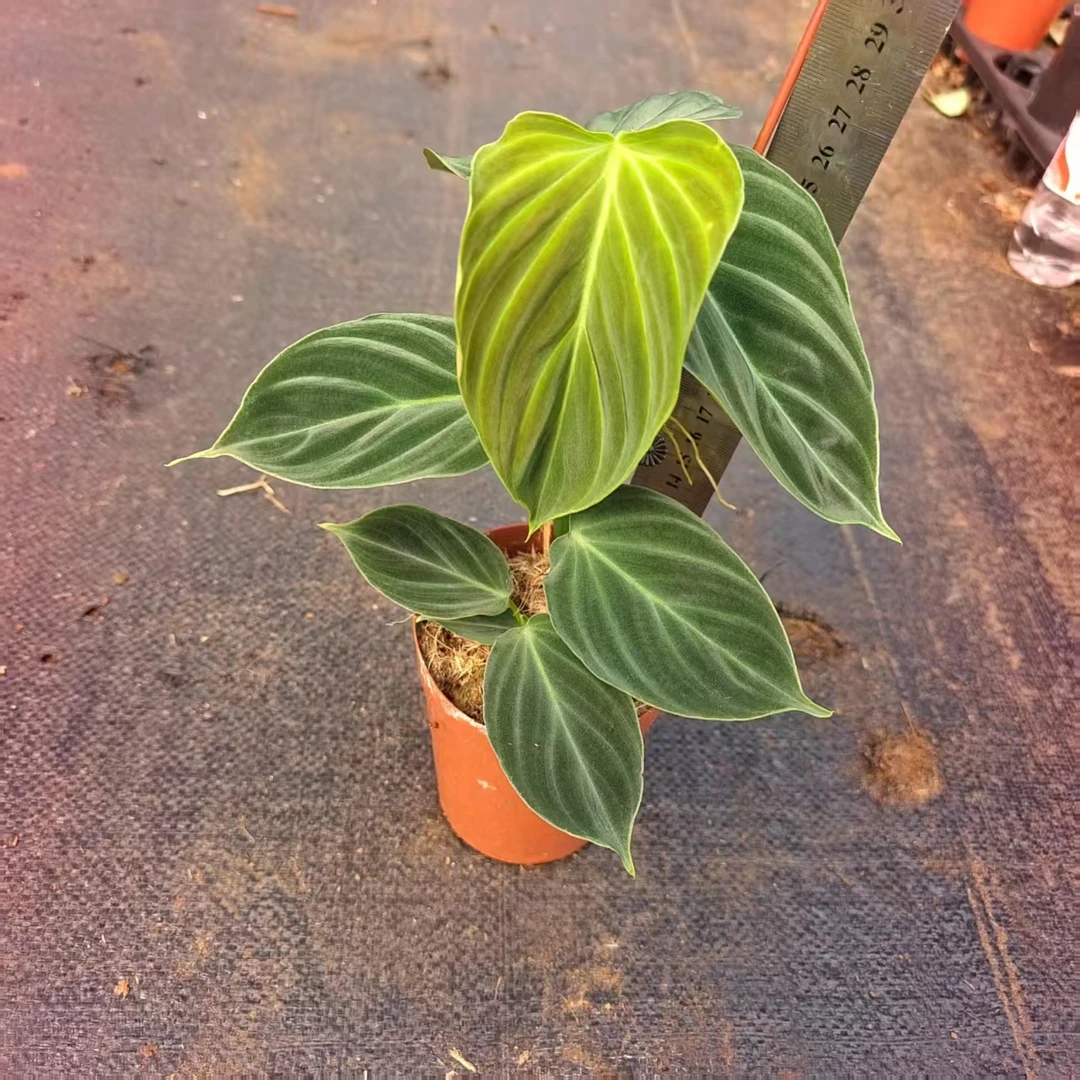 （黑金杂荧光蔓绿绒）室内观叶美观高雅爬藤绿植盆栽