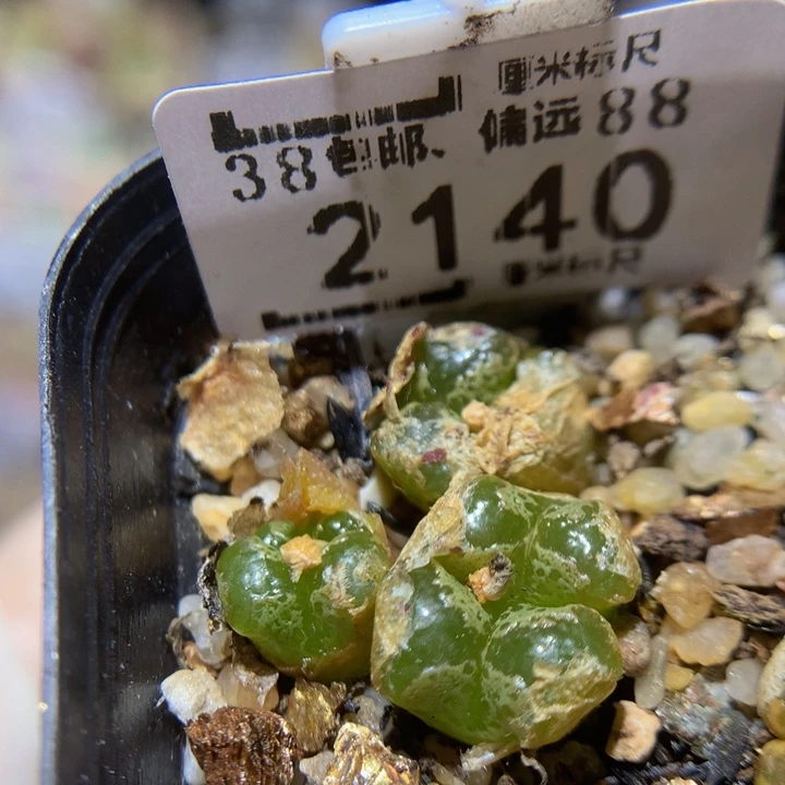 Sss精品生石花2140超蝶