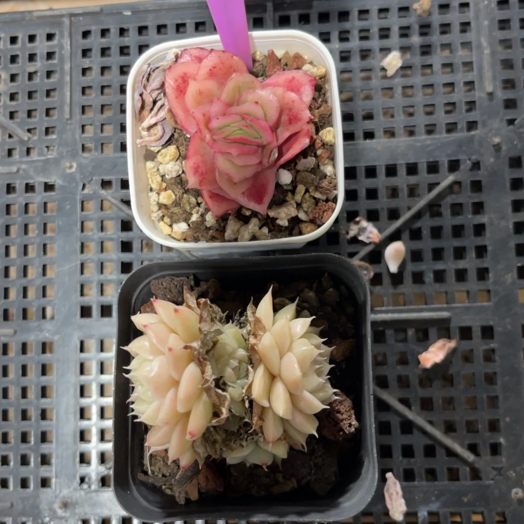 云尘多肉一物一拍1026